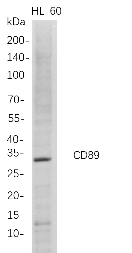 CD89