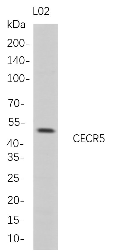 CECR5