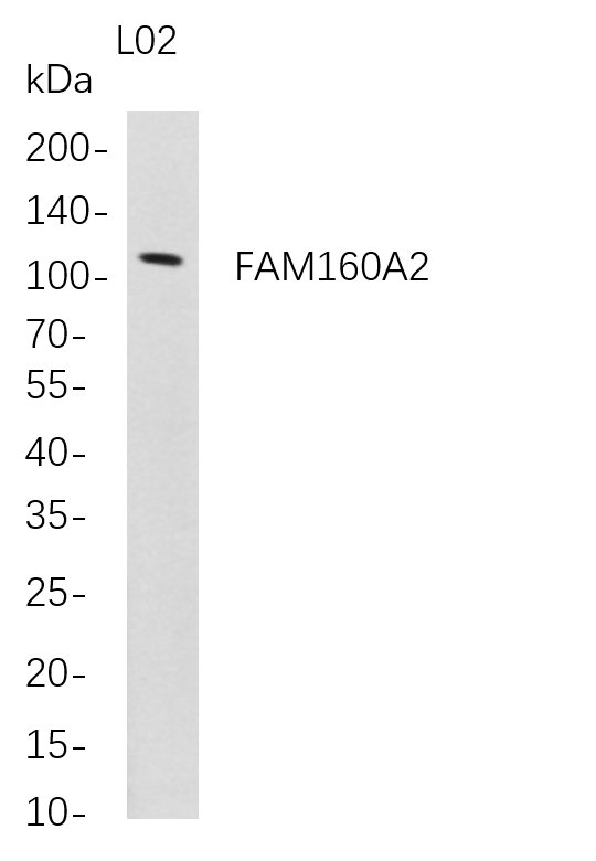 FAM160A2