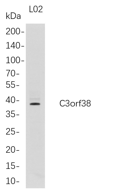 C3orf38