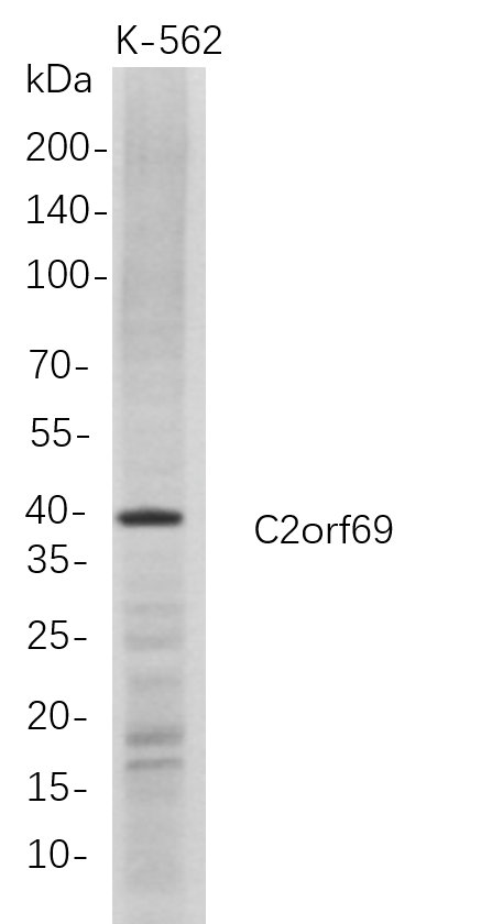 C2orf69