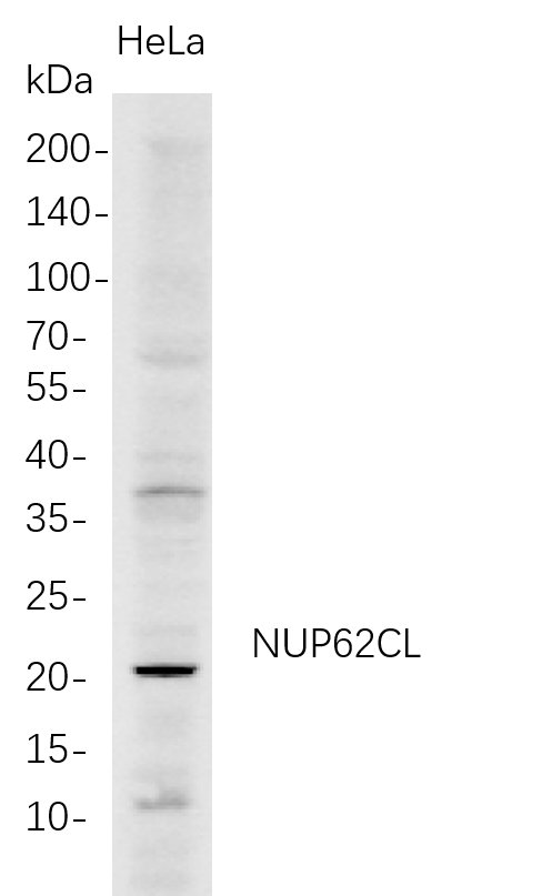 NUP62CL