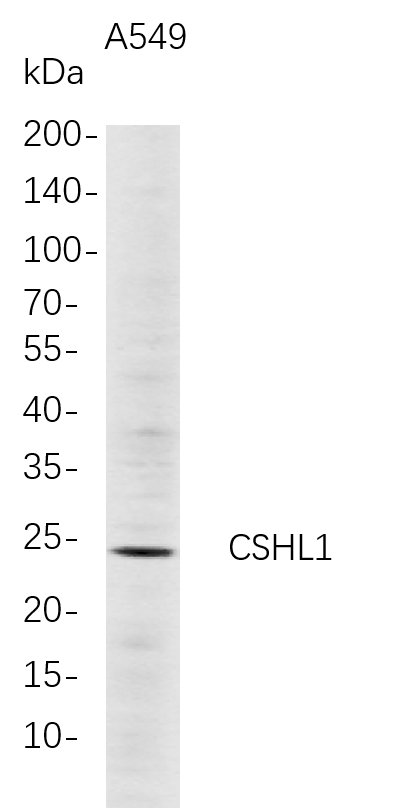CSHL1
