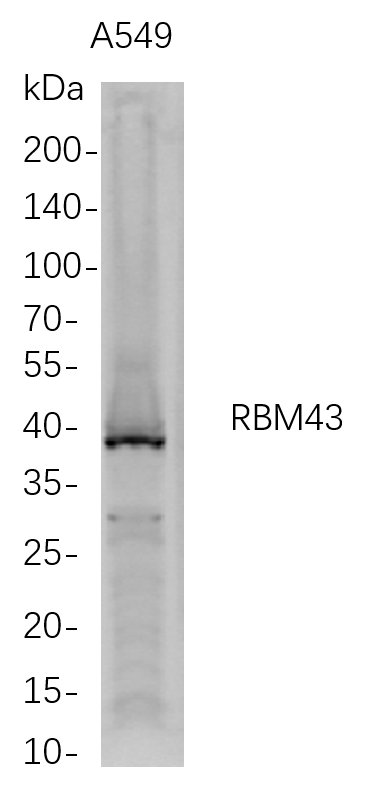 RBM43