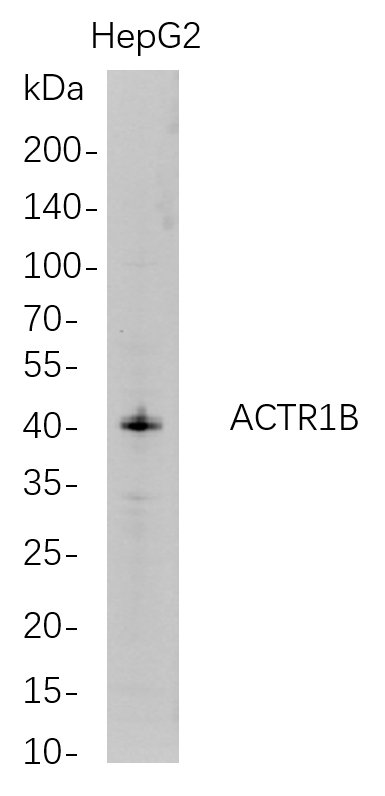 ACTR1B