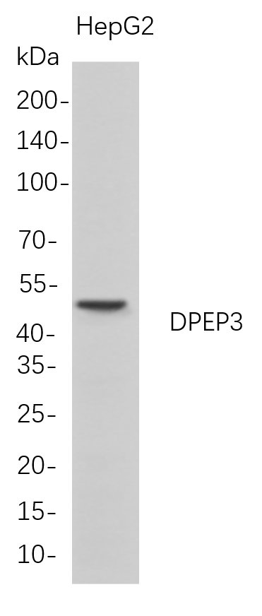 DPEP3