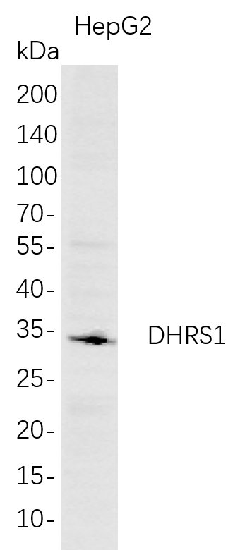 DHRS1