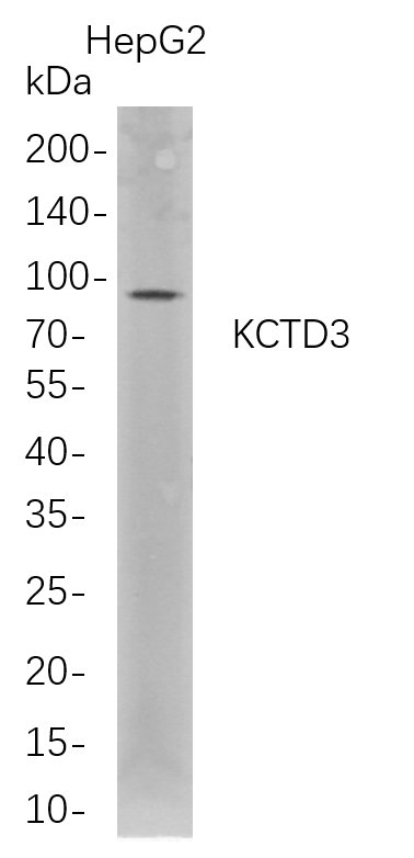KCTD3