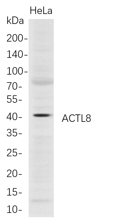 ACTL8
