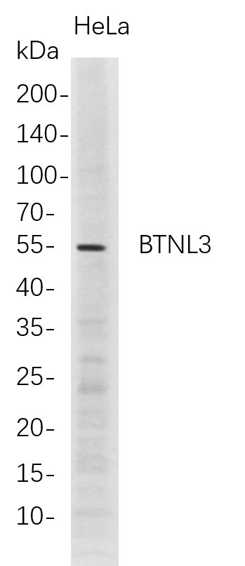 BTNL3