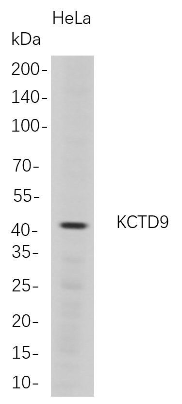 KCTD9