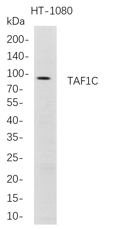 TAF1C