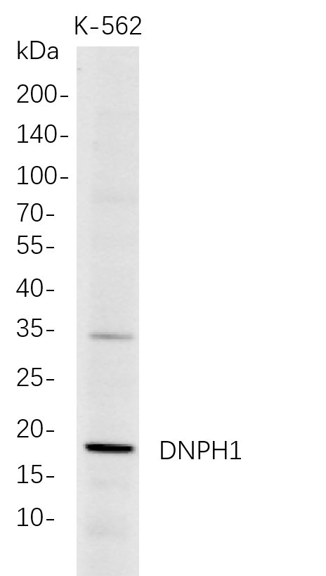 DNPH1