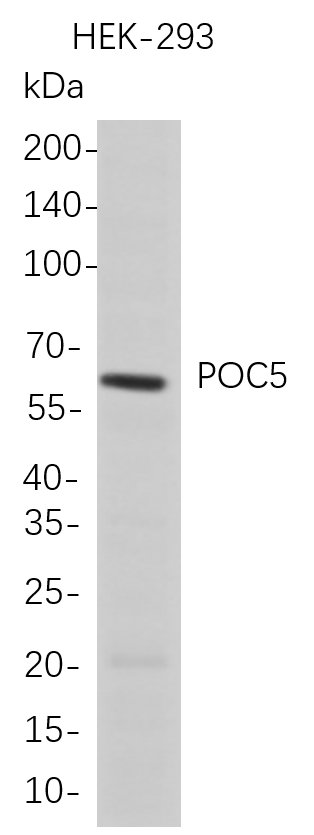 POC5