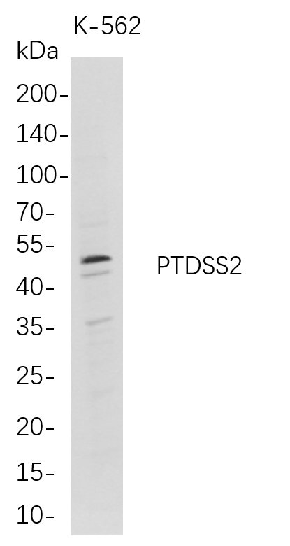 PTDSS2