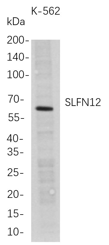 SLFN12