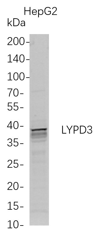 LYPD3