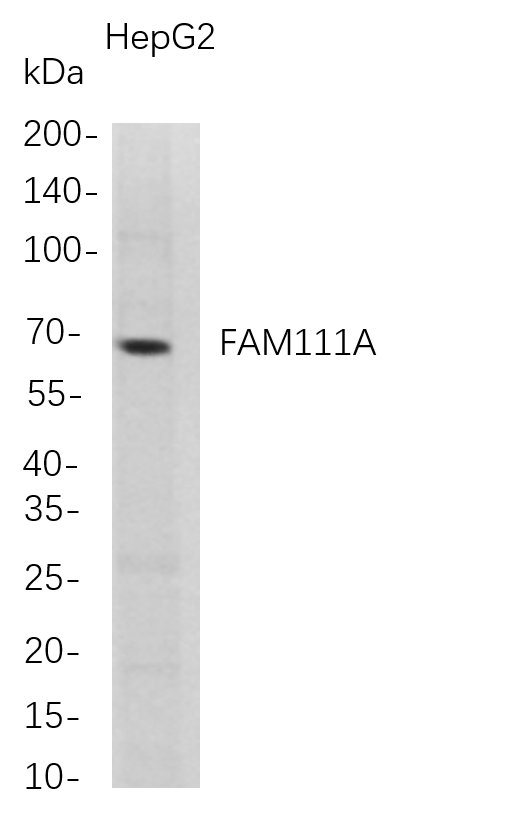 FAM111A