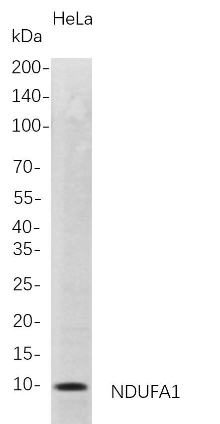 NDUFA1
