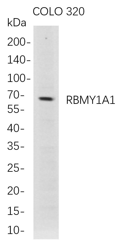 RBMY1A1