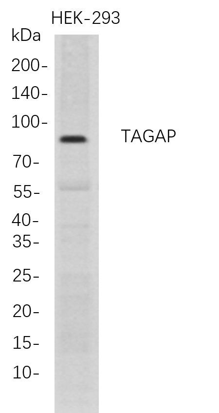 TAGAP