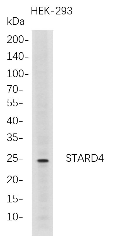 STARD4