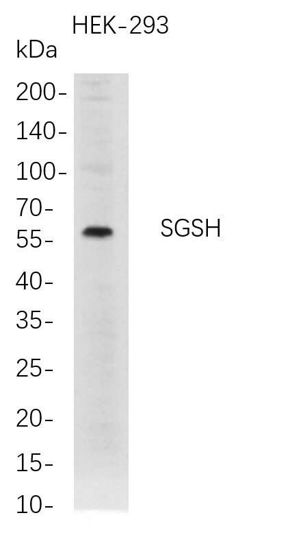 SGSH