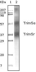 Trim5a