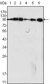 Dynamin-1