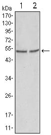 GSK3 alpha