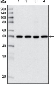 HDAC3
