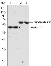 human Albumin