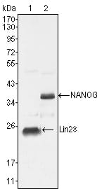 NANOG