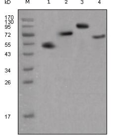 human IgG(Fc Specific)