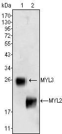 MYL3
