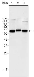 NF-κB p65