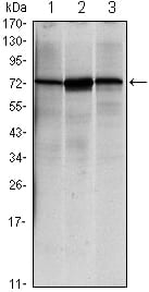 HSPA5