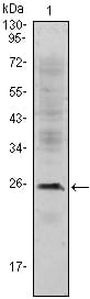 CD3E