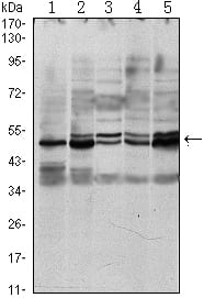 SMAD3