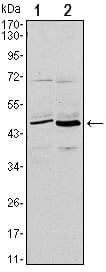 CD86