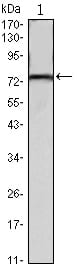 KLHL22