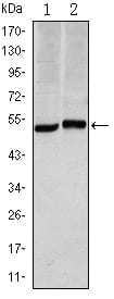 CA9