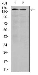 ITGA4