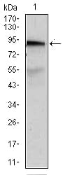 ABCB5