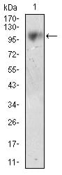 CD10