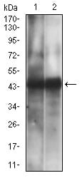CD38