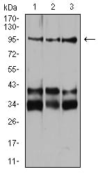 Neuropilin-1