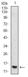HIST2H4A(20Me)