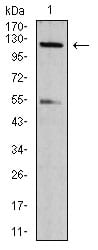 phospho-NLRC4(Ser-533)