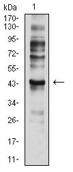 CD197